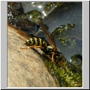 Polistes dominula - Haus-Feldwespe w10.jpg